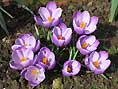 crocus