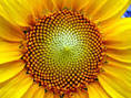 Fibonacci sunflower